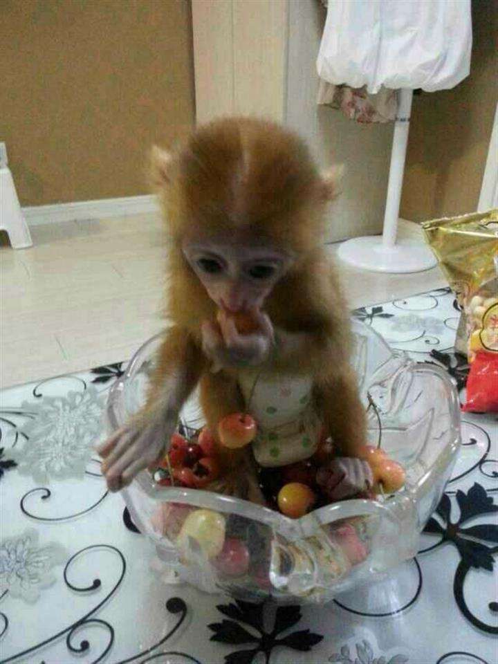 明尼苏达州 ID作假